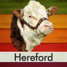 Hereford